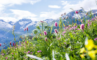 Close-up of flowering plants on field against sky