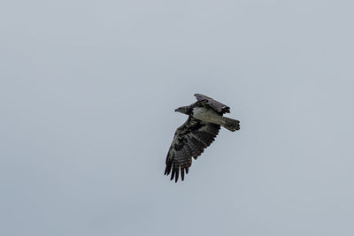 Low angle view of eagle flying in sky