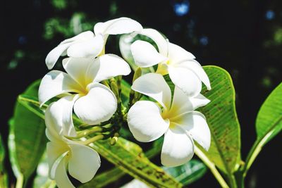 Close-up of white flowers blooming outdoors