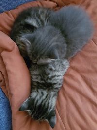 Close-up of cat sleeping on hand