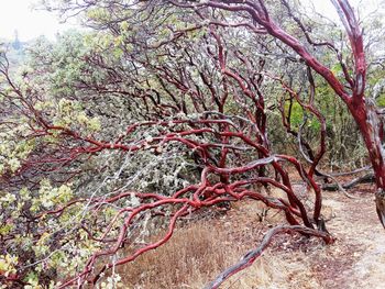 Low angle view of cherry tree