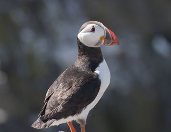 Close-up of bird perching