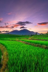 Scenic view of field against sky during sunset