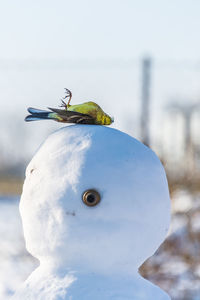 A yellow bird lying on the head of a snowman winter abstract scene snow and dead bird