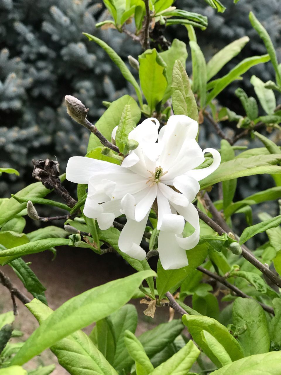 CLOSE-UP OF WHITE ROSE FLOWER