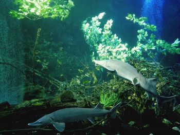 View of fish swimming in sea