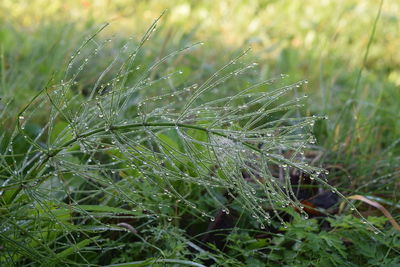 Close-up of raindrops on grass