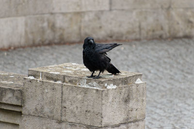 Bird perching on wall