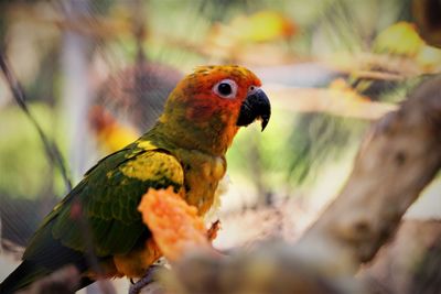 Close-up of parrot perching on branch