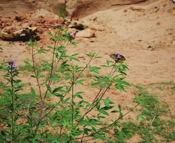 Plants growing on rocks