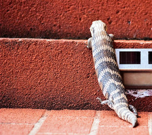 Close-up of lizard on brick wall