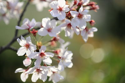 Close-up of cherry blossoms