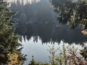 Reflection of trees in lake