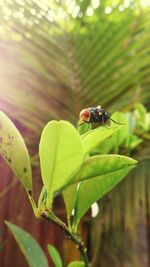 Close-up of ladybug on plant