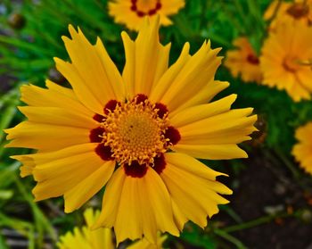 Close-up of yellow flower