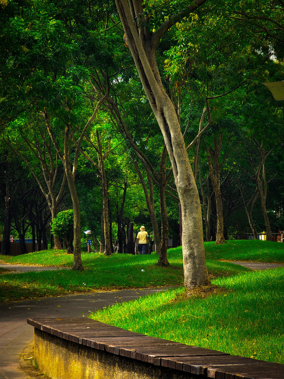 plant, tree, green, nature, leaf, grass, park, growth, tree trunk, trunk, park - man made space, beauty in nature, tranquility, sunlight, no people, autumn, garden, outdoors, flower, tranquil scene, land, environment, bench, footpath, woodland, forest, day, light, architecture