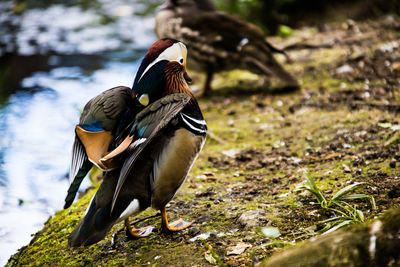 Mandarin duck stretching wings