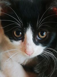 Close-up portrait of cat