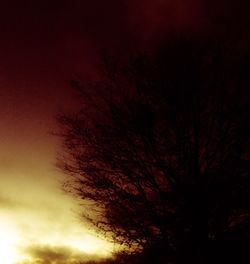 Low angle view of tree against sky at night