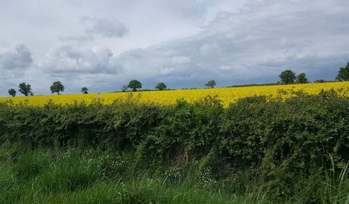 Scenic view of oilseed rape field against sky