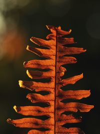 Close-up of autumn leaves