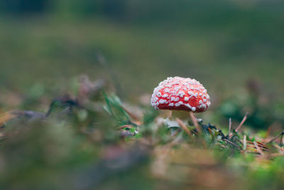 Close-up of fly agaric mushroom on field