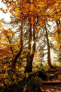 Sunlight streaming through trees during autumn