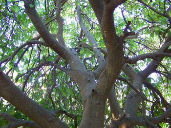 Low angle view of trees in forest