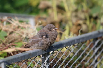 Close-up of bird perching on fence