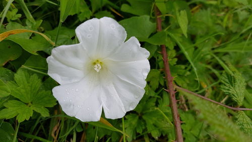 Close-up of wet white flower blooming outdoors