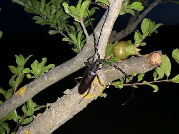 Close-up of insect on plant