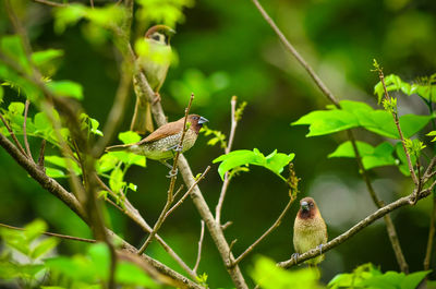 Close-up of birds perching on tree