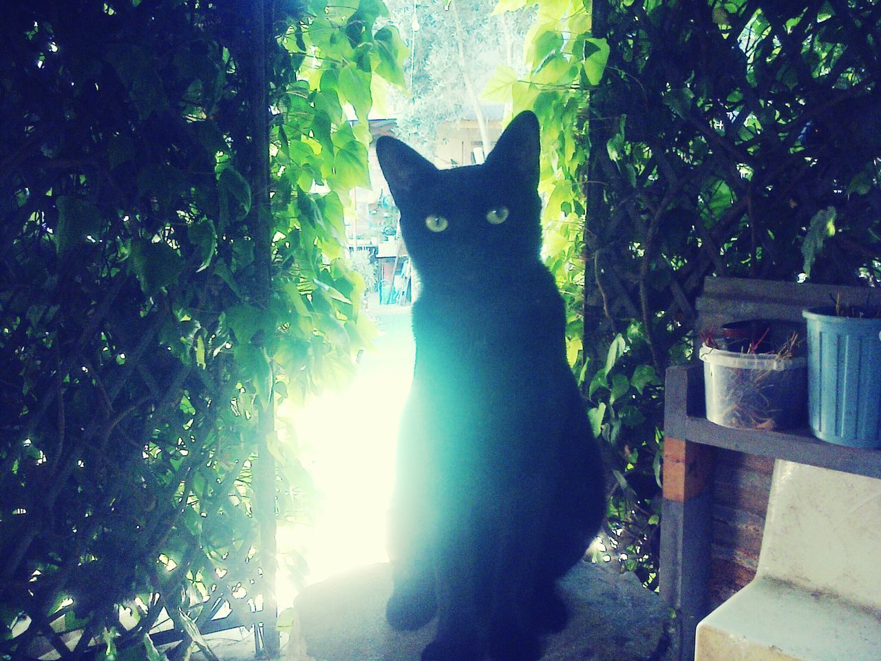 domestic cat, pets, cat, domestic animals, one animal, feline, mammal, animal themes, whisker, sitting, portrait, sunlight, looking at camera, black color, relaxation, tree, staring, alertness, day, no people