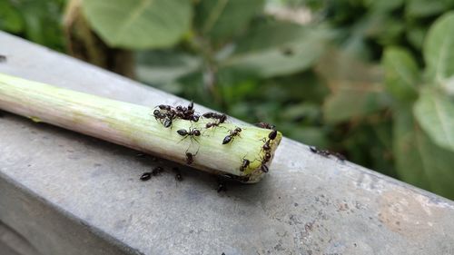 Close-up of insect on wood