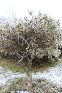 Close-up of snow covered plants on field