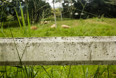 Close-up of grass on field