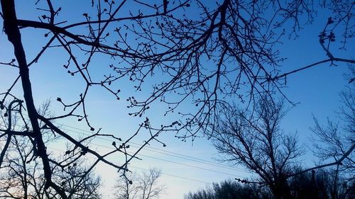 Low angle view of bare tree against clear sky