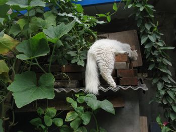 Cat by tree against plants