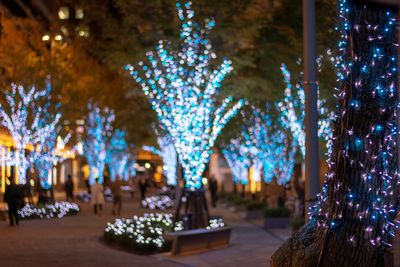 Illuminated christmas tree at night