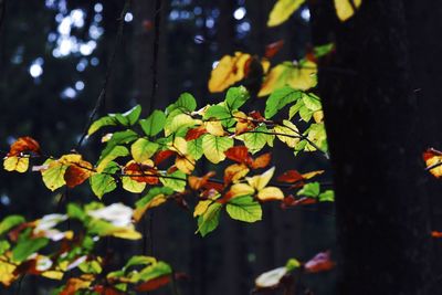 Close-up of leaves on tree