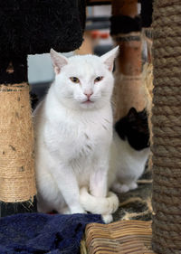 Portrait of cat sitting on basket
