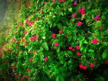 Close-up of pink flowers blooming outdoors