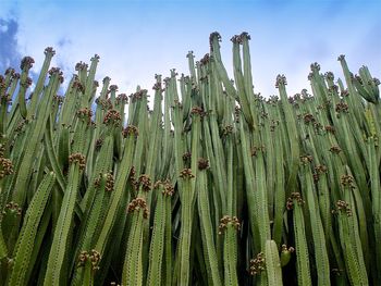 Low angle view of bamboo plants on field against sky