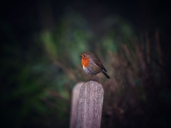 Close-up of bird perching on wooden post
