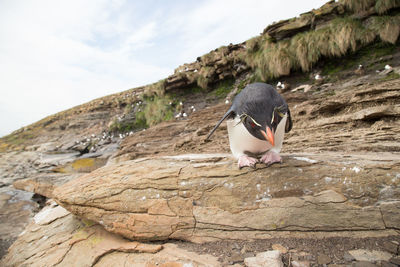 View of a bird on rock