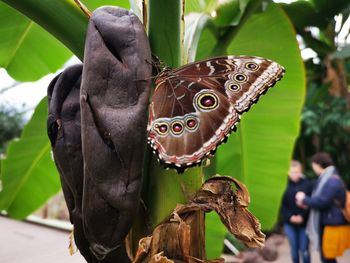 Close-up of butterfly