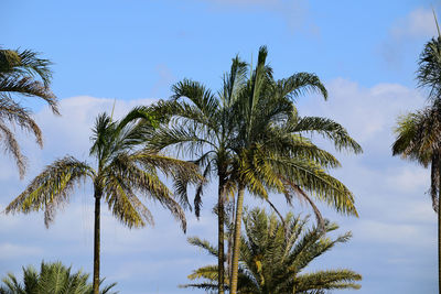 Low angle view of palm trees against sky