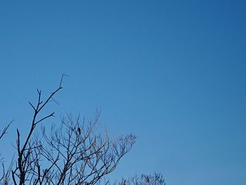 Low angle view of bare tree against clear blue sky