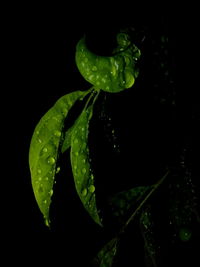 Close-up of wet leaf against black background