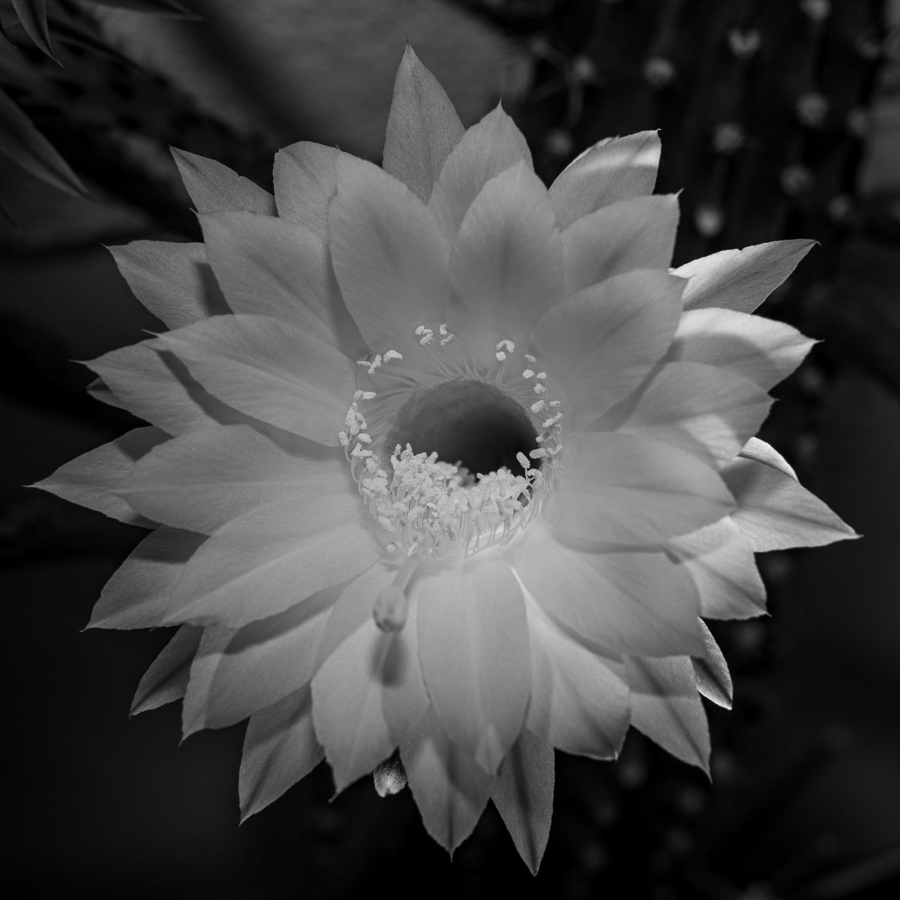 CLOSE-UP OF DAISY FLOWER